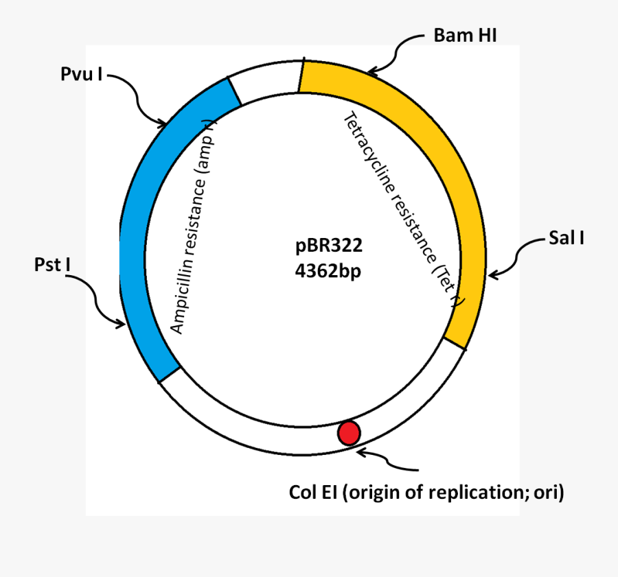 Clip Art Stock Gene Cloning Vectors Different - Feature Of Cloning Vector, Transparent Clipart