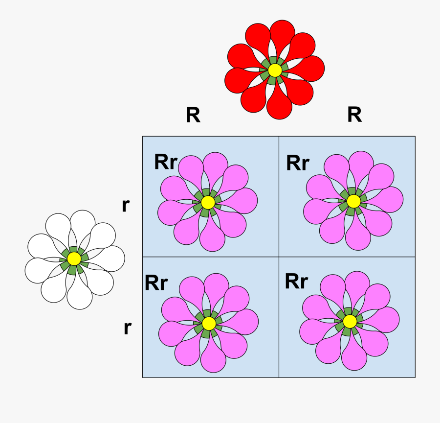 Incomplete Dominance Biology, Transparent Clipart
