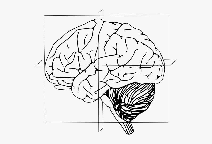 Brain Outline Black And White, Transparent Clipart