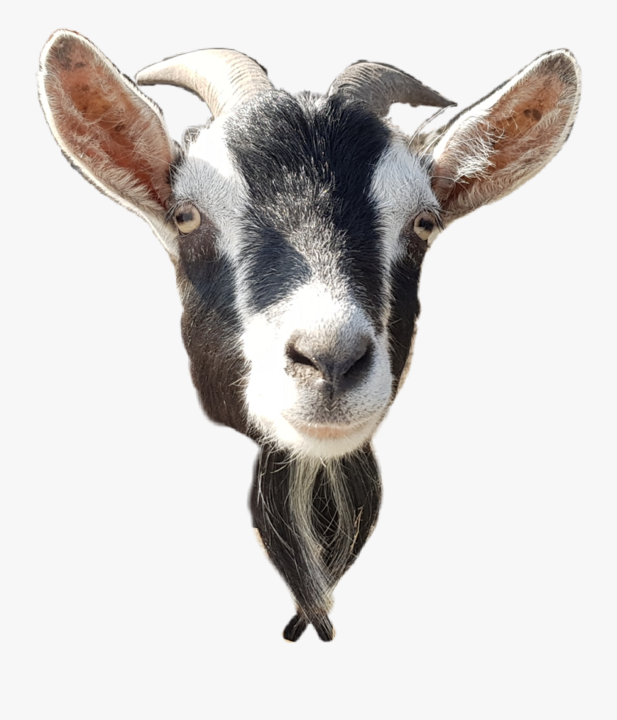 Goat Head Png - Goat Head Goat Png, Transparent Clipart