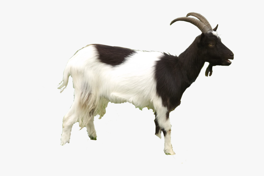 Goat Free Download Png, Transparent Clipart