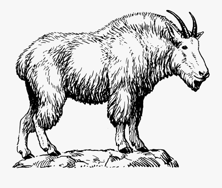Billy Goat, He Goat, Goat Like, Animal, Biology, Mammal - Mountain Goat Black And White, Transparent Clipart
