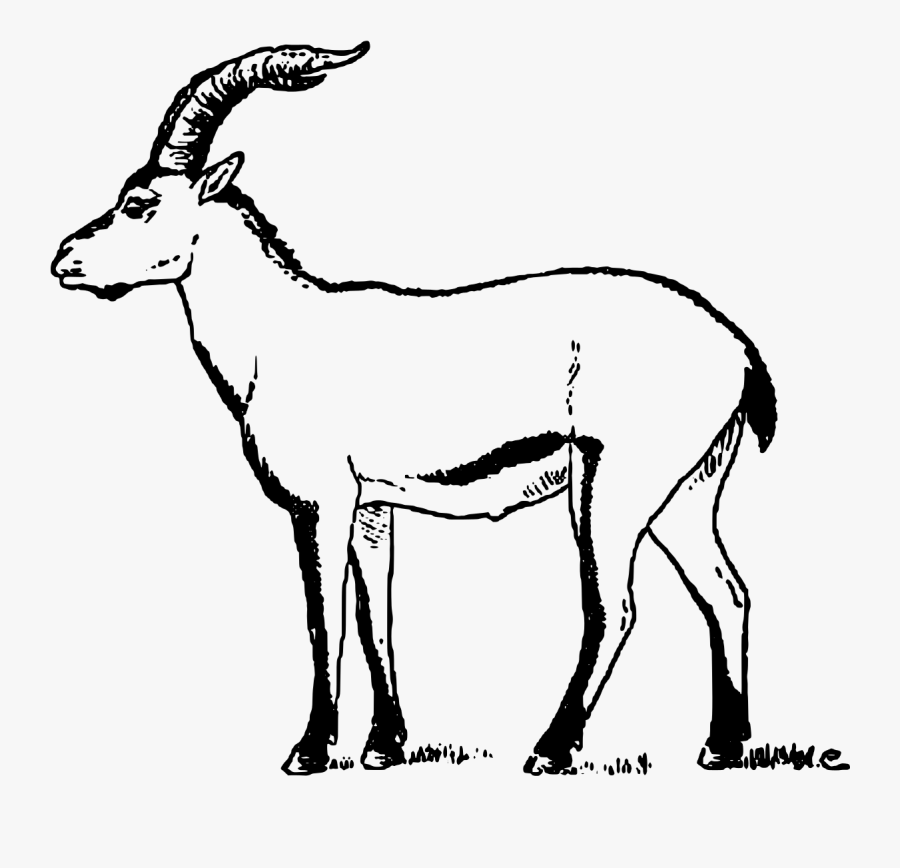 Ibex Clipart - Portuguese Ibex, Transparent Clipart