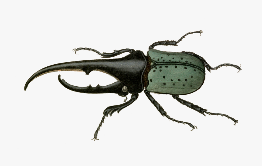 Vintage Insect Prints Free, Transparent Clipart