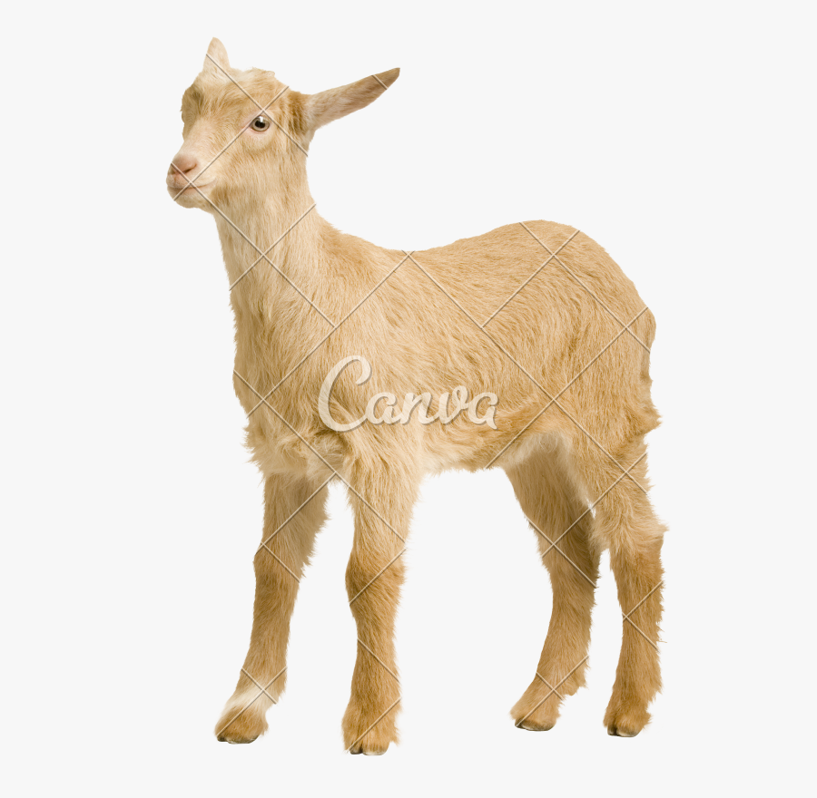 Baby Goats Pictures - Goat, Transparent Clipart