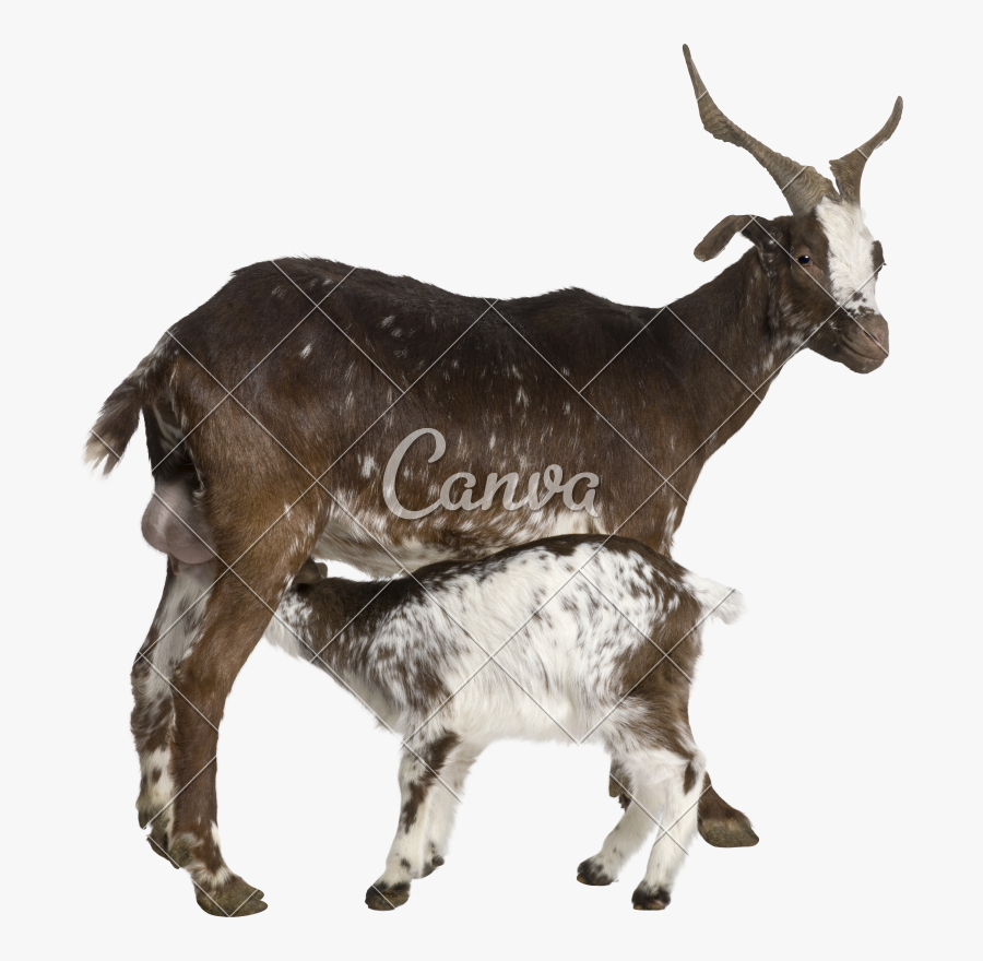 Clip Art Female With Young Photos - Goat, Transparent Clipart