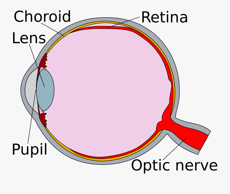 Eye Clipart Human Eye - Human Eye Retina Diagram, Transparent Clipart