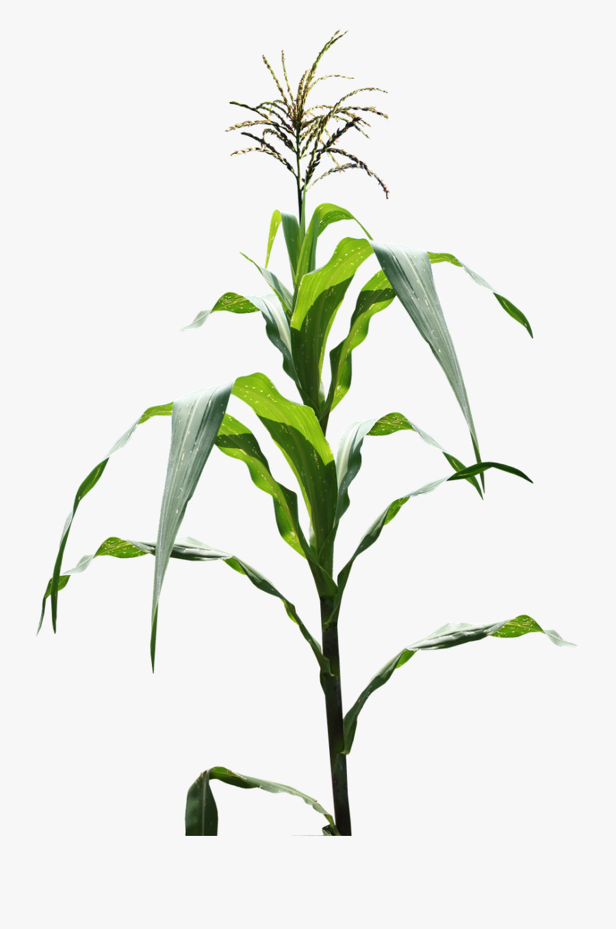 Corn Plant Images Png, Transparent Clipart