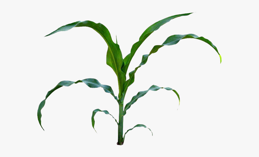 Field Clipart Cornfield - Maize Plant Png, Transparent Clipart