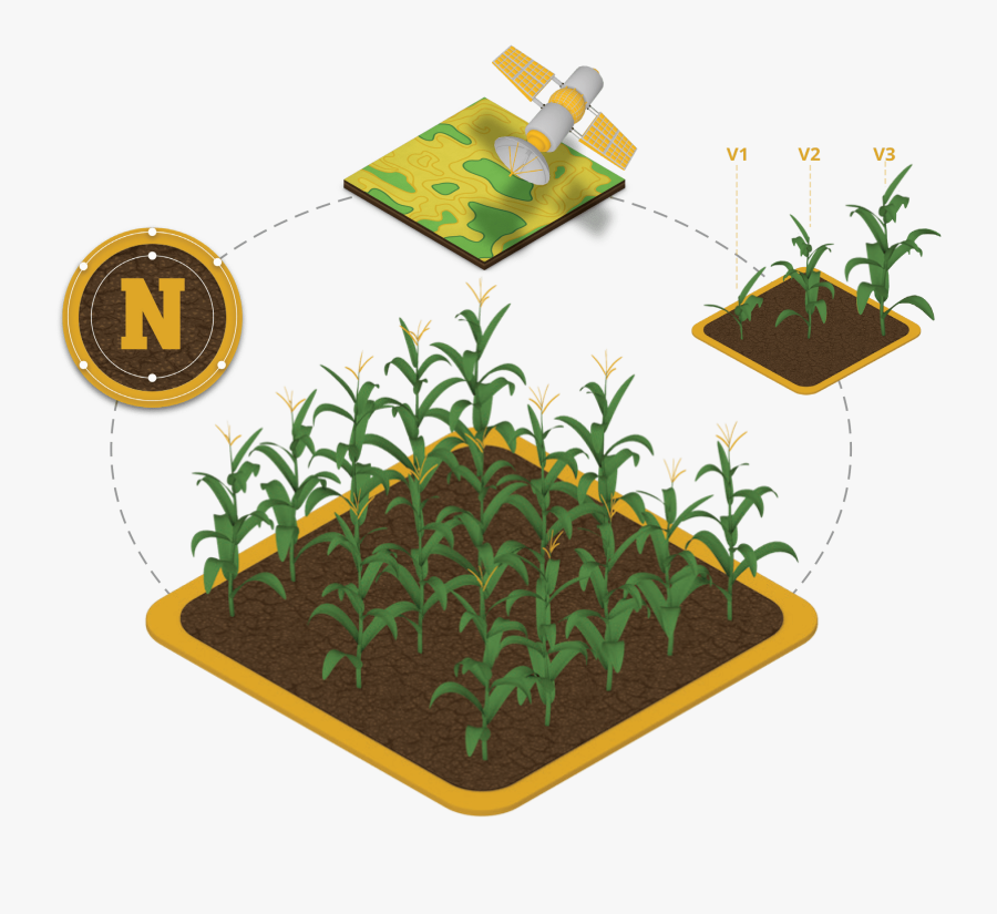 Transparent Corn Plant Png - Illustration, Transparent Clipart