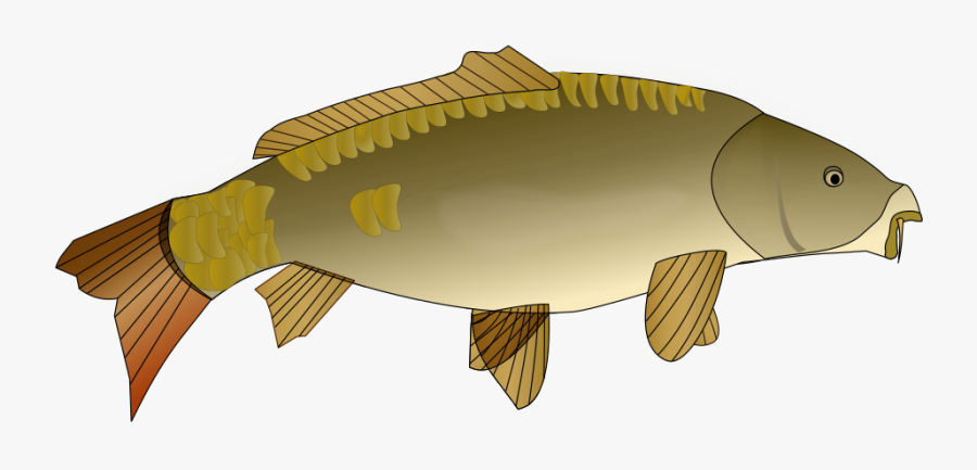 Carpe Poisson - Clipart Carp, Transparent Clipart