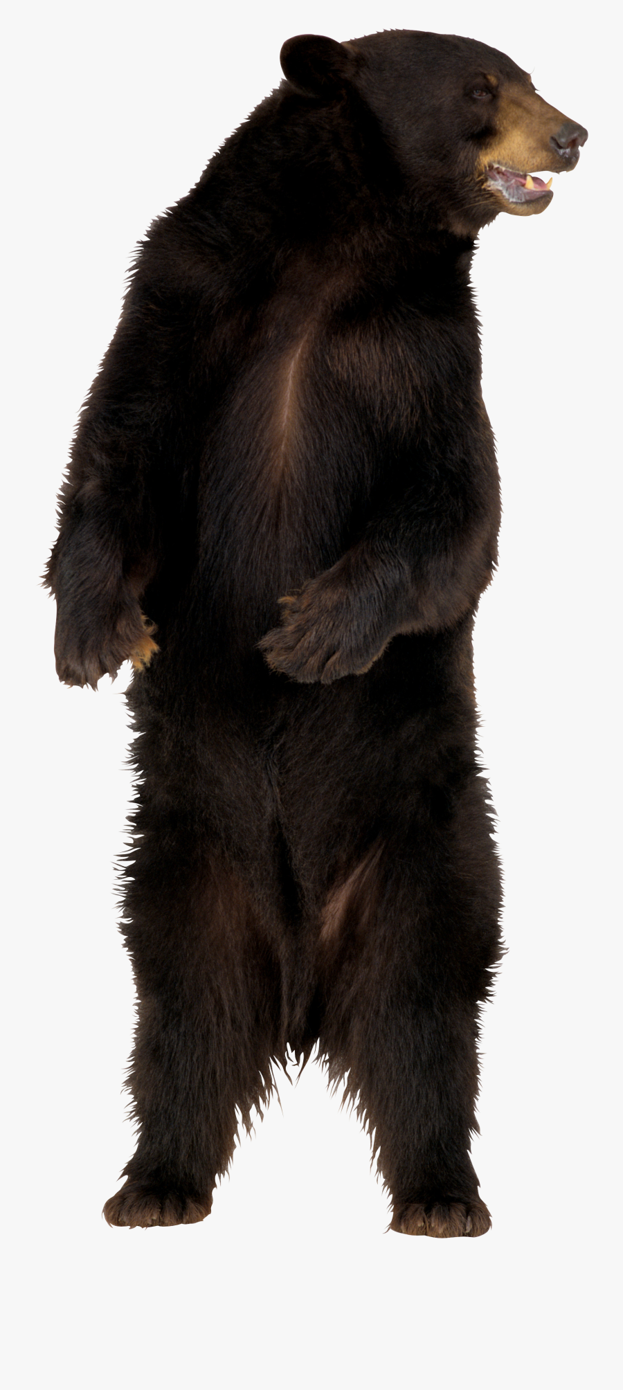 Bear Clipart Transparent Background - Bear Png, Transparent Clipart