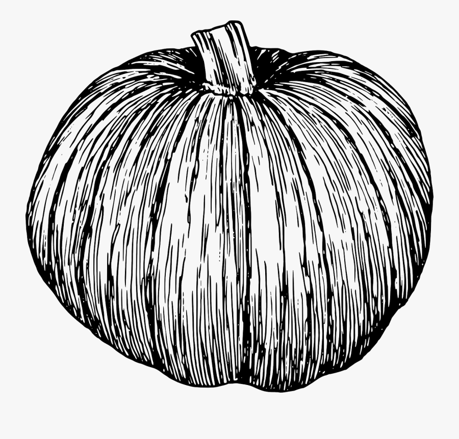 Transparent Vine Vector Png - Black And White Pumpkin Illustration, Transparent Clipart