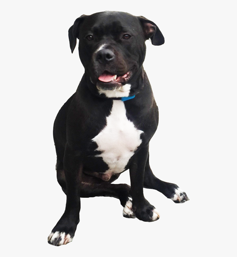 Pit Bull Png - Staffordshire Bull Terrier .png, Transparent Clipart
