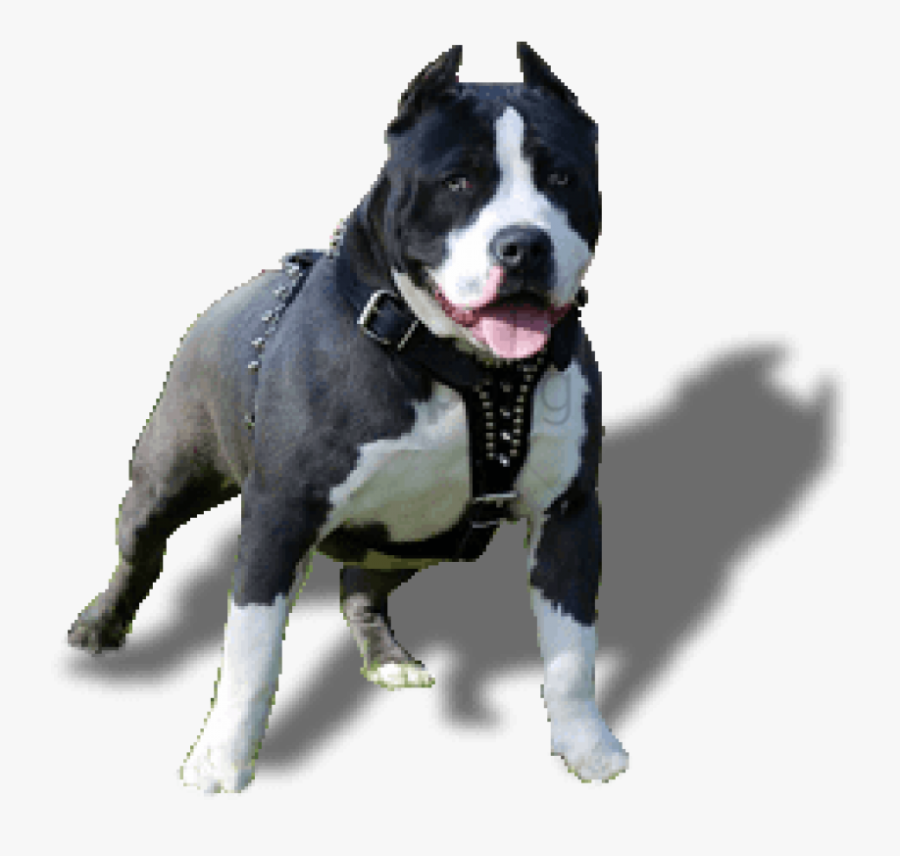 Pit-bull - American Pitbull, Transparent Clipart