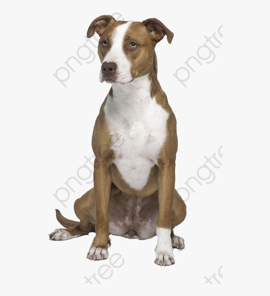 Transparent Bull Clipart - Pitbull Bull Terrier White And Brown, Transparent Clipart