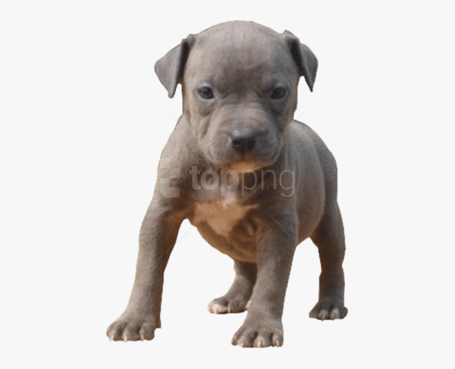 Pitbull Dog Png - Pitbull Puppy Transparent Background, Transparent Clipart