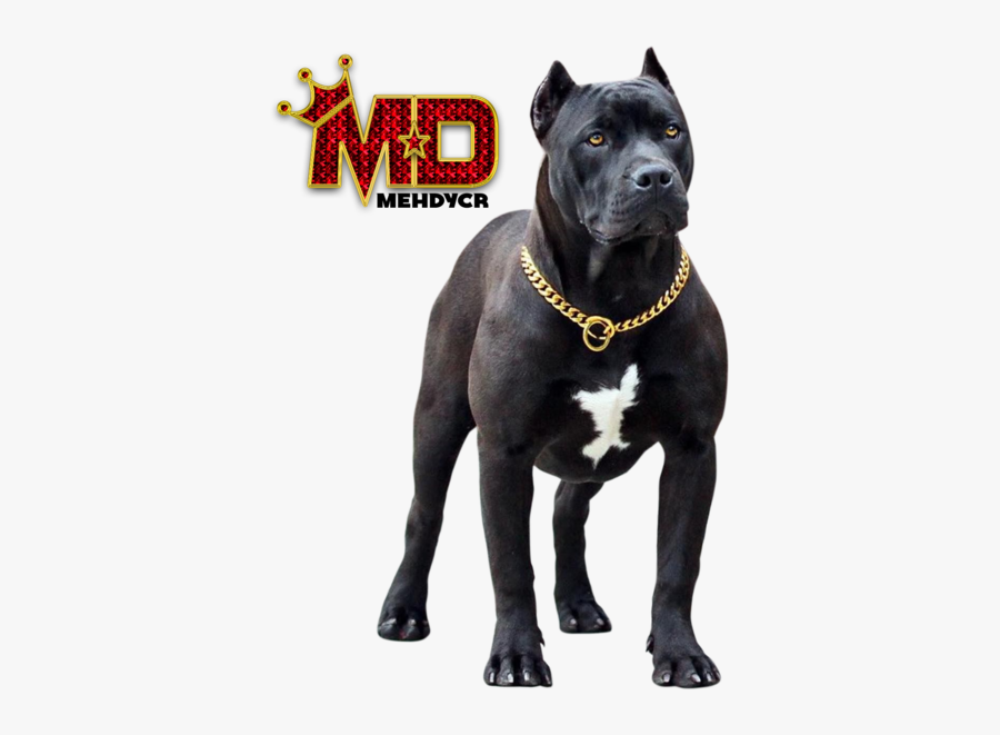 Pitbull Singer Background - Pitbull Dog, Transparent Clipart