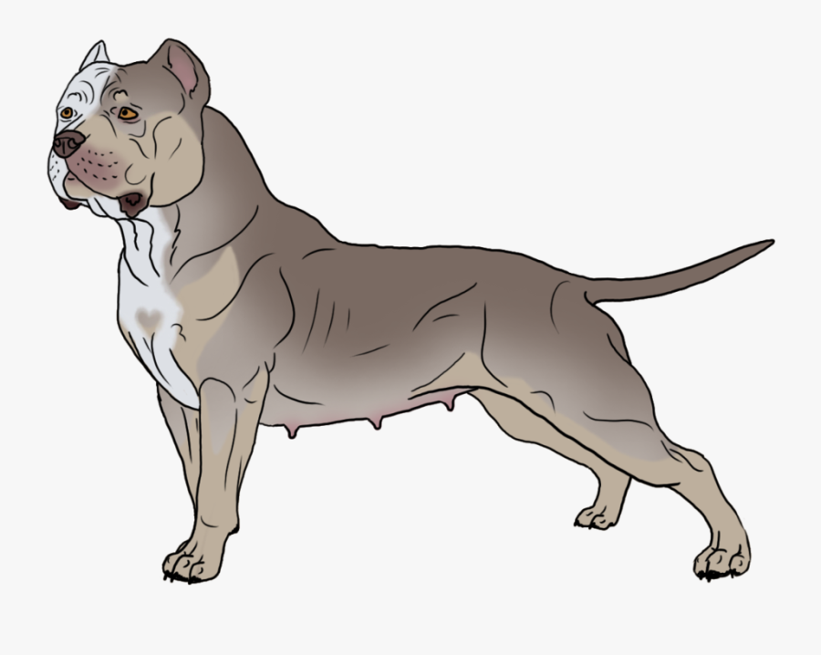 Breed,canidae,american Pit Bull Staffordshire Terrier,bull - Bull Terrier Pitbull Png, Transparent Clipart