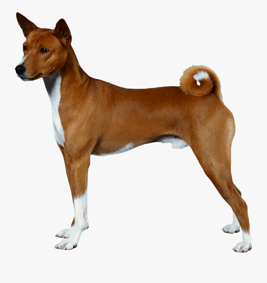 Pitbull Dog Png - American Pit Bull Terrier Side View, Transparent Clipart