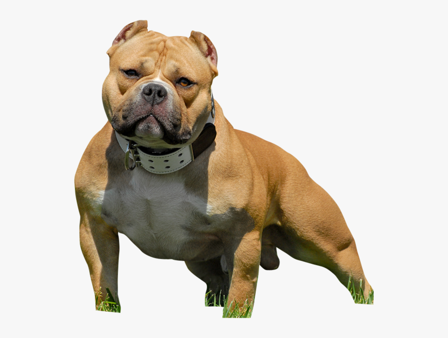 Download American Bully - Bully Pitbull Png, Transparent Clipart