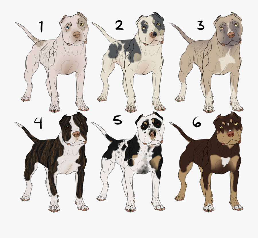 Drawn Pit Bull Bully Pitbull - Blue Piebald American Bully, Transparent Clipart