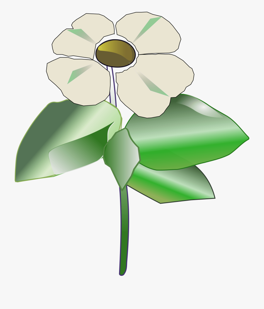 Pacific Dogwood - Pacific Dogwood Clipart, Transparent Clipart