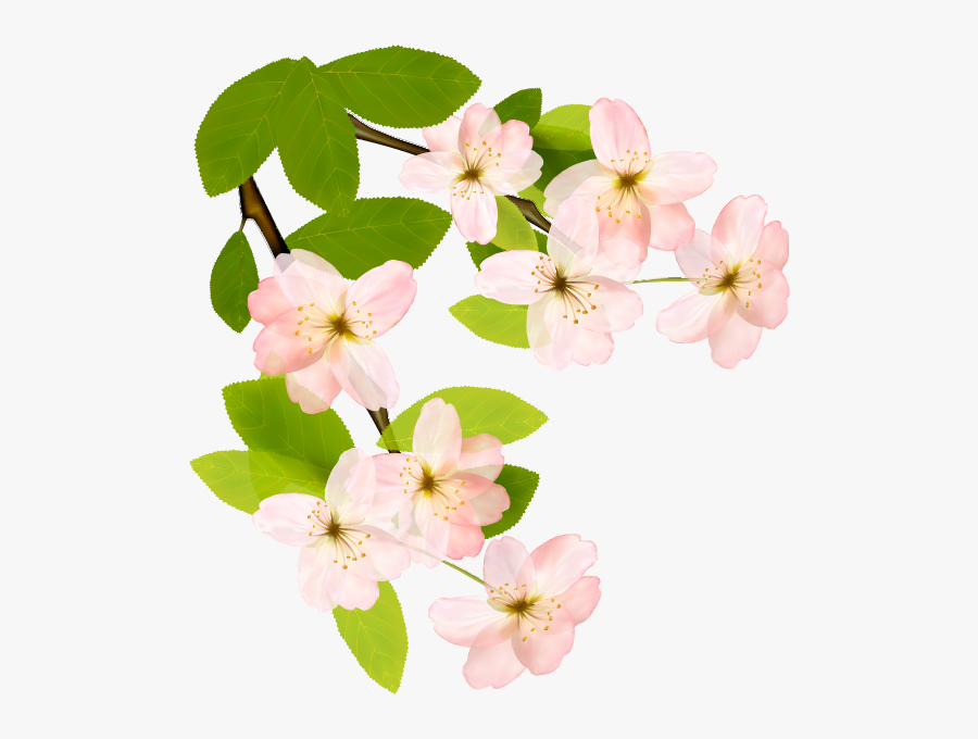 Flowering Dogwood Clipart , Png Download - Corner Dogwood Flower Border, Transparent Clipart