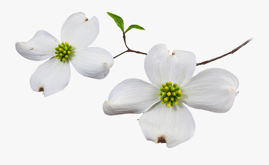 Clip Art Dogwood Flower Images - Dogwood Flower White Background, Transparent Clipart