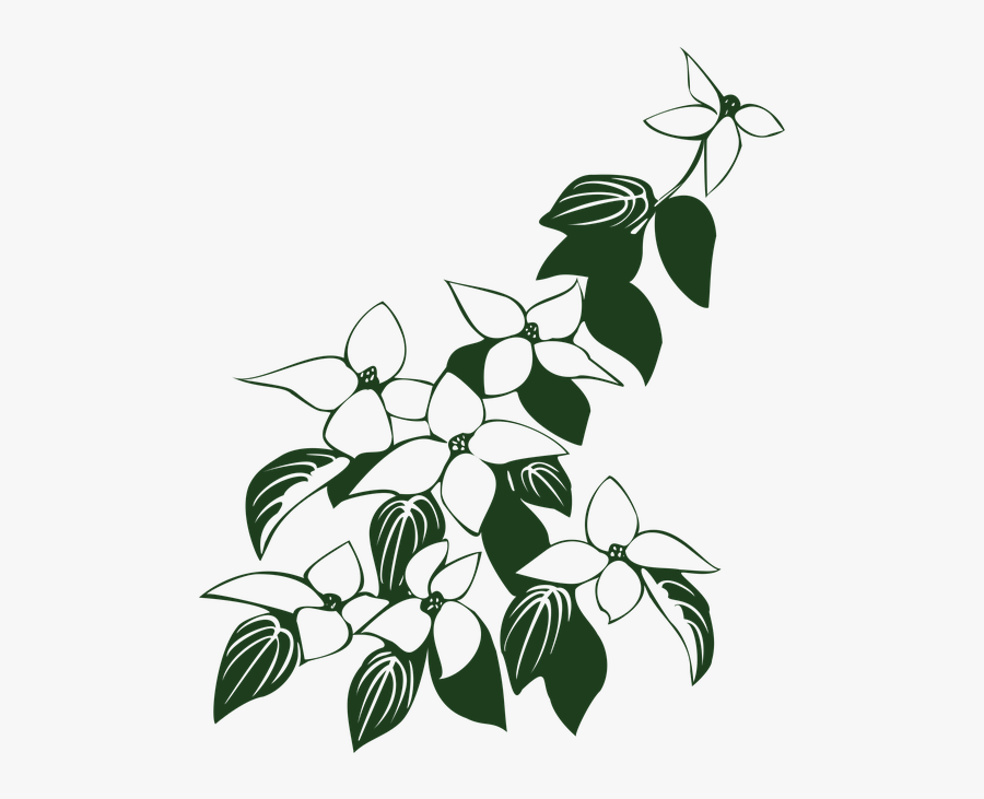 Dogwood Tree Drawing 6, Buy Clip Art - Flowers And Leaves Clipart, Transparent Clipart