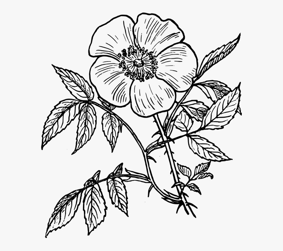 Flowering Plants Black And White, Transparent Clipart