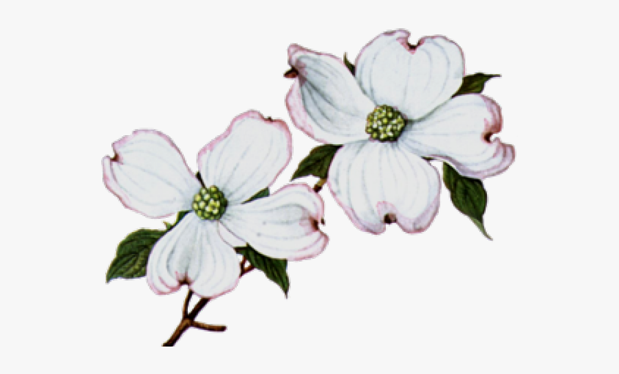 Dogwood Flowers Clip Art, Transparent Clipart