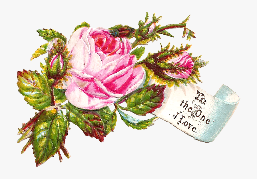 Transparent Dogwood Flower Clipart - Garden Roses, Transparent Clipart