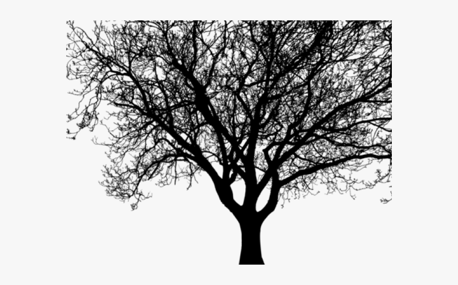 Drawn Branch Dogwood Tree - Big Tree Silhouette Png, Transparent Clipart