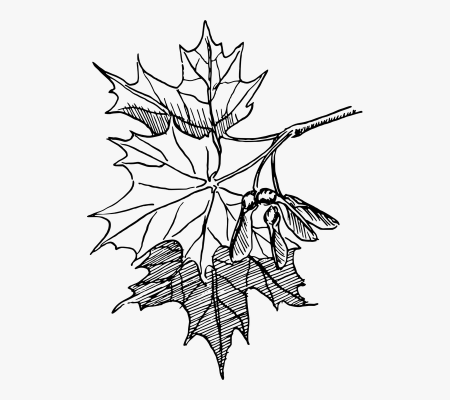 Dogwood Tree Drawing 18, Buy Clip Art - Maple Leaf Line Art, Transparent Clipart