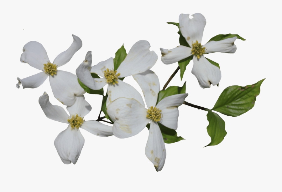 Florida Clipart Flower - Dogwood Png, Transparent Clipart