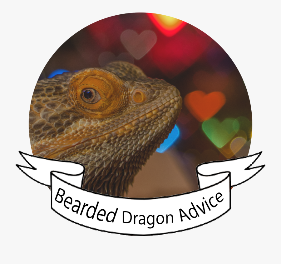 Green Iguana, Transparent Clipart
