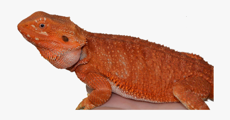 Clip Art Rainbow Bearded Dragon - Agama, Transparent Clipart