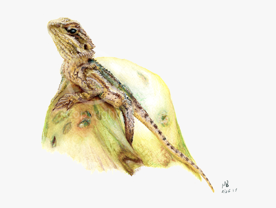 Bearded Dragon Pencil Drawing Pet Portrait - Cute Chibi Bearded Dragon Drawing, Transparent Clipart