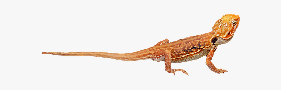 Dragon-lizard - Dragon Lizard, Transparent Clipart