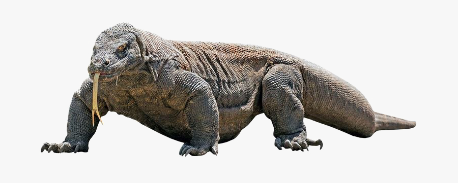 Komodo Dragon Png Transparent Image - Komodo Dragon Transparent Background, Transparent Clipart