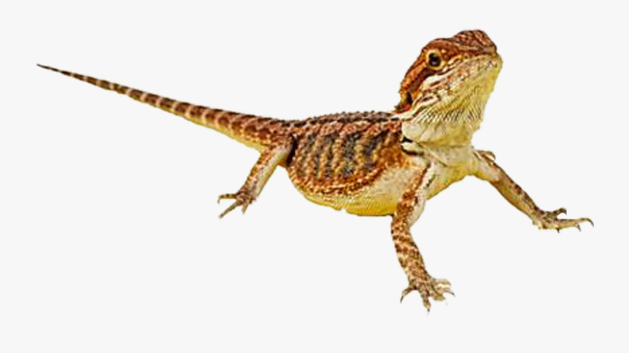 #beardeddragon #beardie #lizard #reptile - Agama, Transparent Clipart