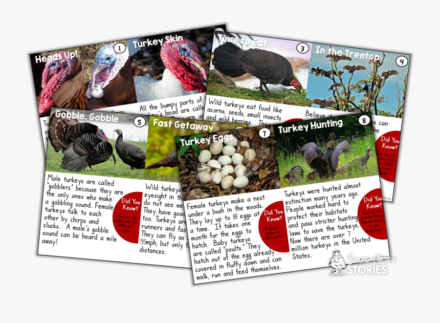 Turkey, Transparent Clipart