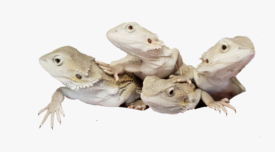 Transparent Bearded Dragon Png - Green Iguana, Transparent Clipart
