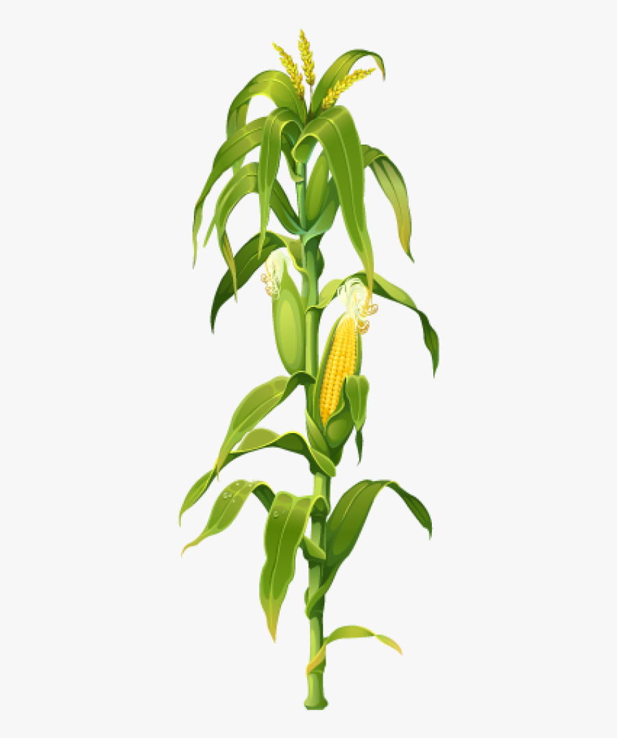 Transparent Corn Stalk, Transparent Clipart