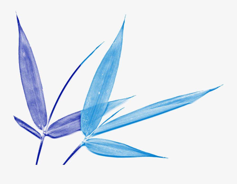 Propinquity Vibrational Essences Address The Full Spectrum, Transparent Clipart