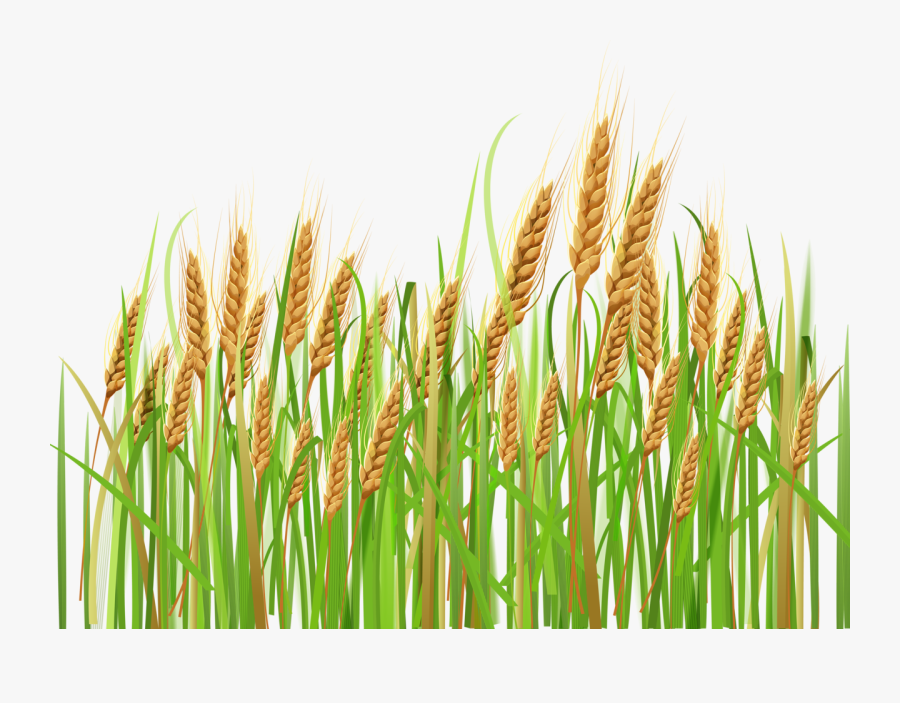 Cereal Clipart Rye - Transparent Corn Field Clipart, Transparent Clipart