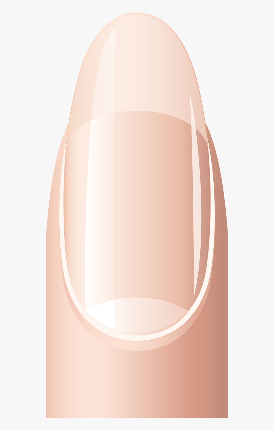 Circle, Transparent Clipart