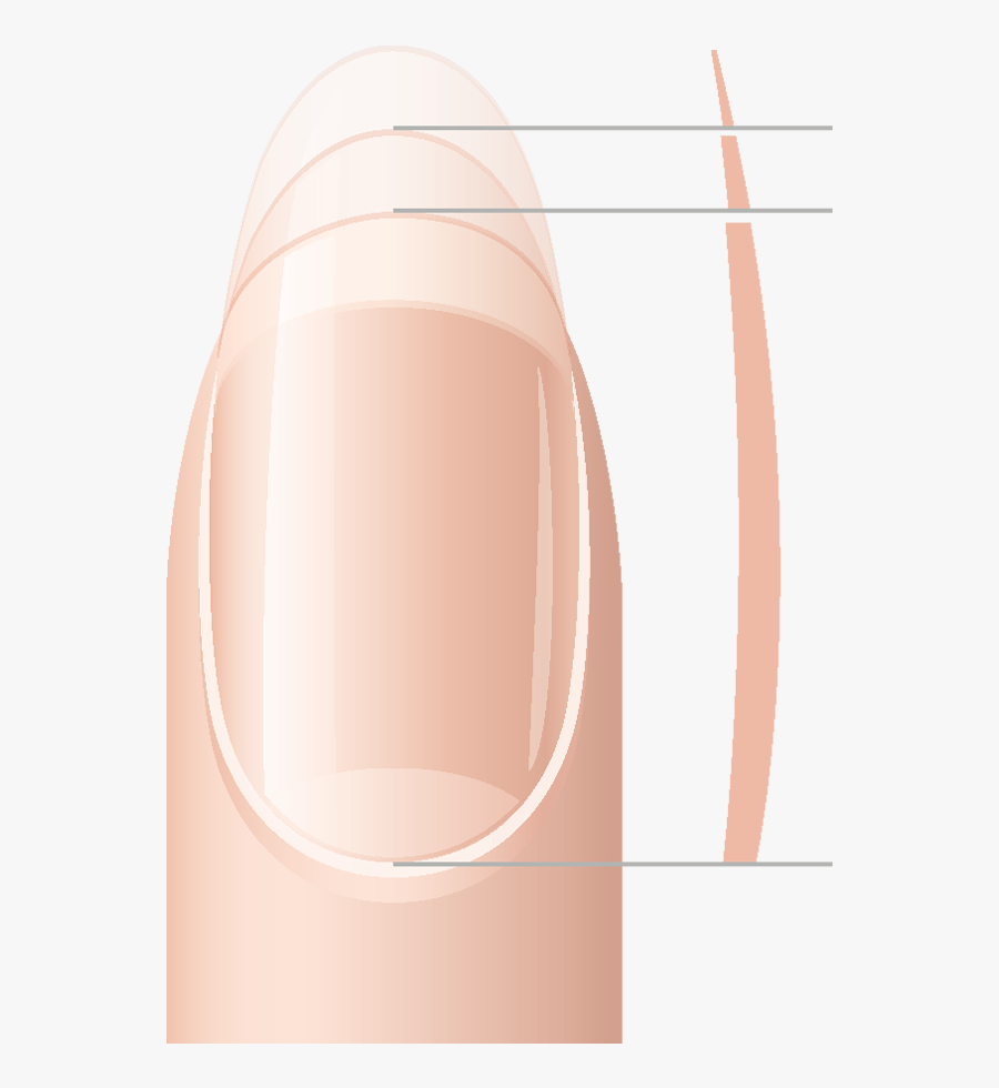 Skin Clipart Clean Fingernail - Keratinization Nail , Free Transparent ...