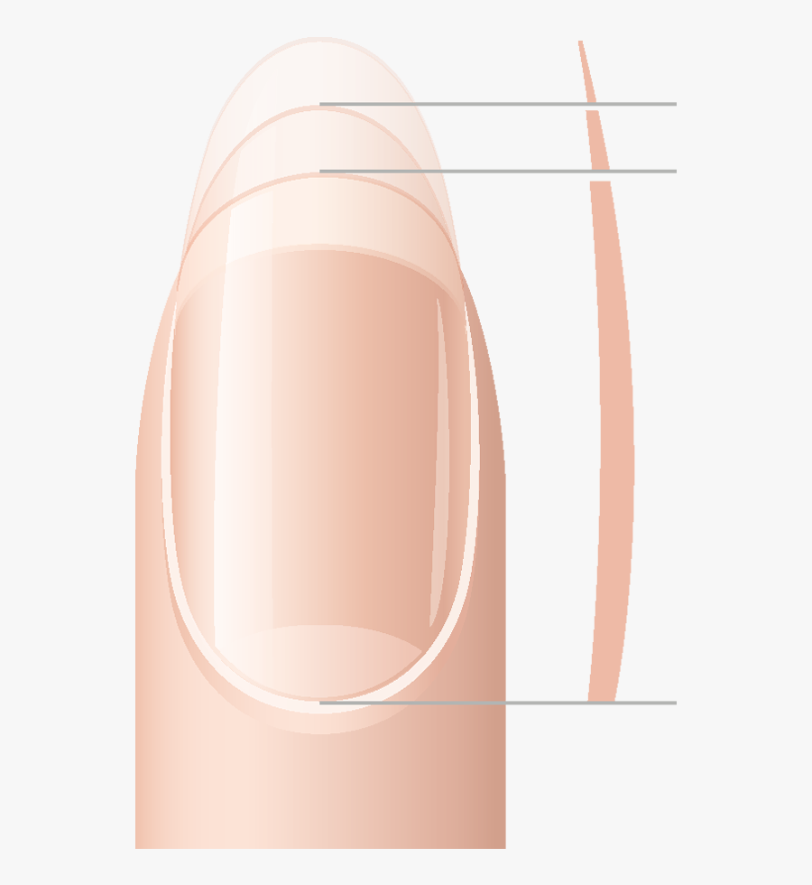 Skin Clipart Clean Fingernail - Keratinization Nail, Transparent Clipart